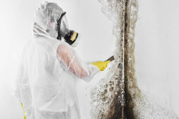 Best Fast Mold Removal  in Medicine Lodge, KS