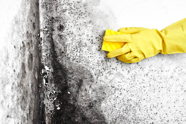 Best Local Mold Removal Service  in Medicine Lodge, KS