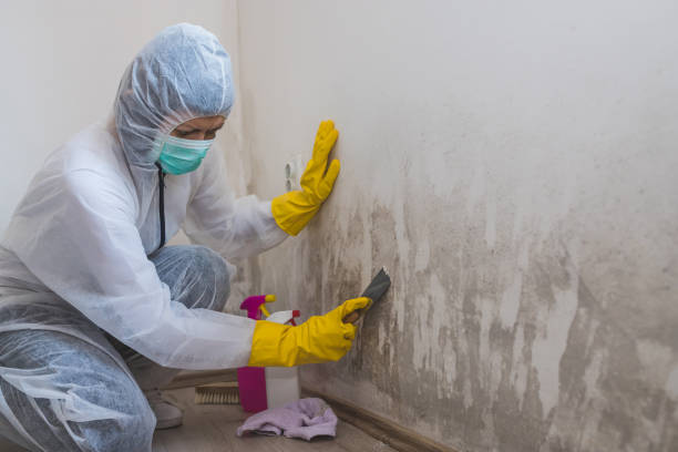 Best Certified Mold Removal  in Medicine Lodge, KS