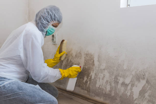 Best Crawl Space Mold Removal  in Medicine Lodge, KS