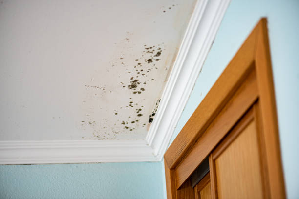 Home Mold Removal in Medicine Lodge, KS