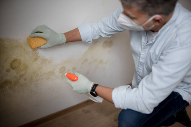 Best Toxic Mold Removal  in Medicine Lodge, KS