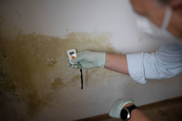 Best Mold Testing and Removal  in Medicine Lodge, KS