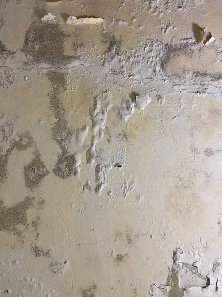 Mold Removal and Inspection in Medicine Lodge, KS