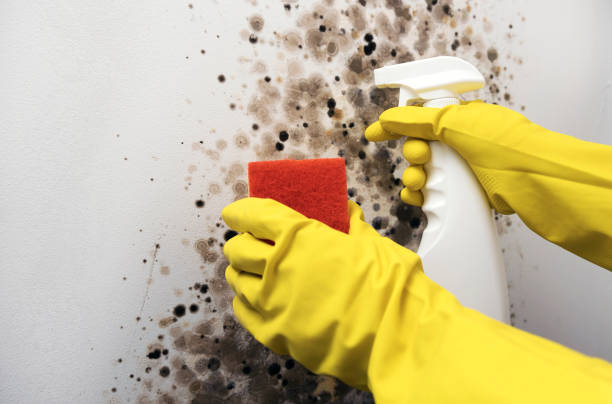 Best Affordable Mold Removal  in Medicine Lodge, KS