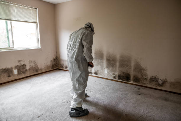 Attic Mold Removal in Medicine Lodge, KS