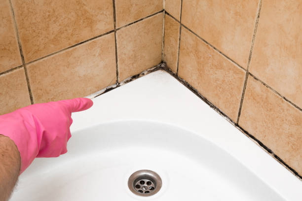 Best Mold Remediation Services  in Medicine Lodge, KS